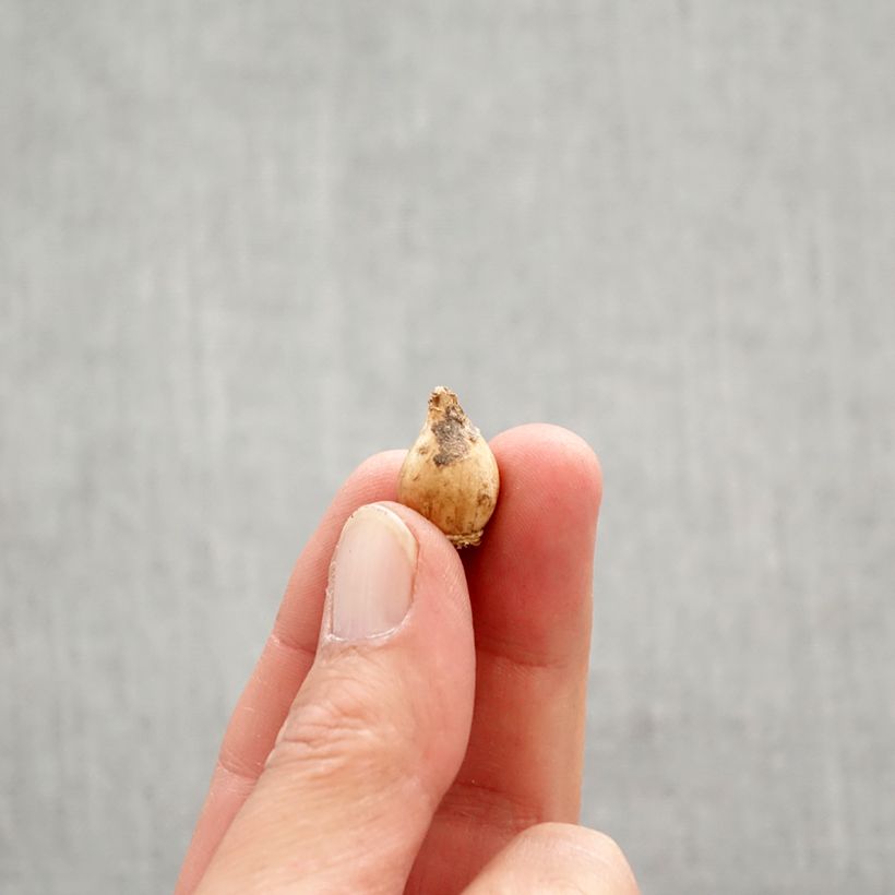 Esimerkki keväällä toimitetusta Sinikevättähti - Chionodoxa sardensis Bulbe size 5+-taimesta