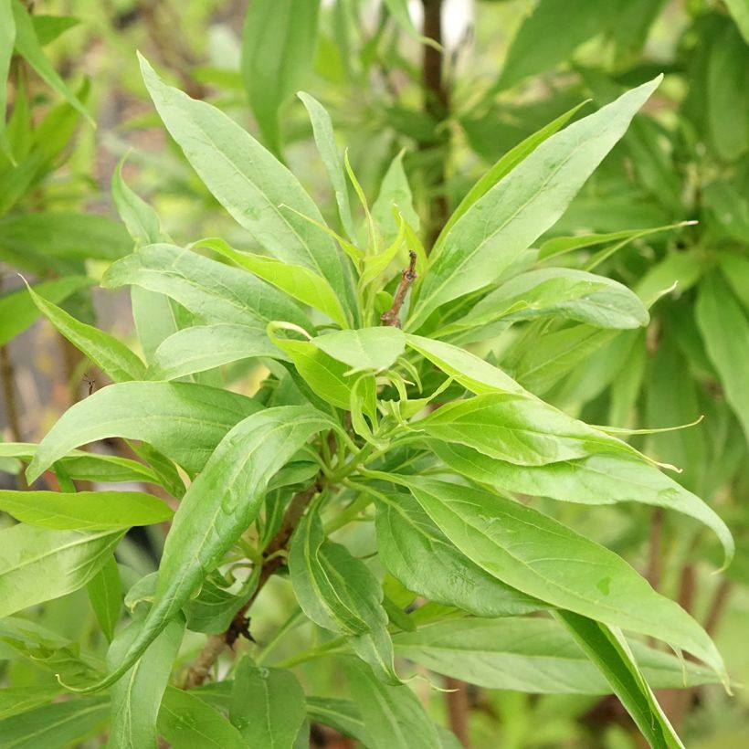 Chitalpa tashkentensis Pink Dawn (Lehvistö)