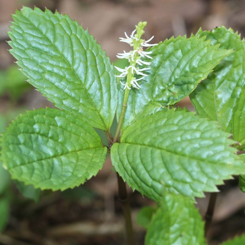 Chloranthus japonicus (Kukinta)
