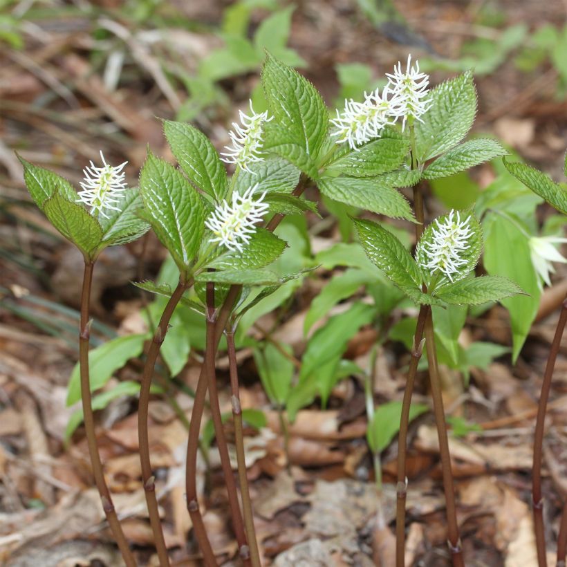 Chloranthus japonicus (Kasvutapa)
