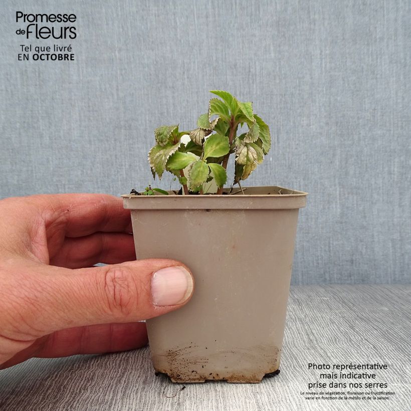 Esimerkki syksyllä toimitetusta Chloranthus japonicus 8/9 cm taimiruukku-taimesta