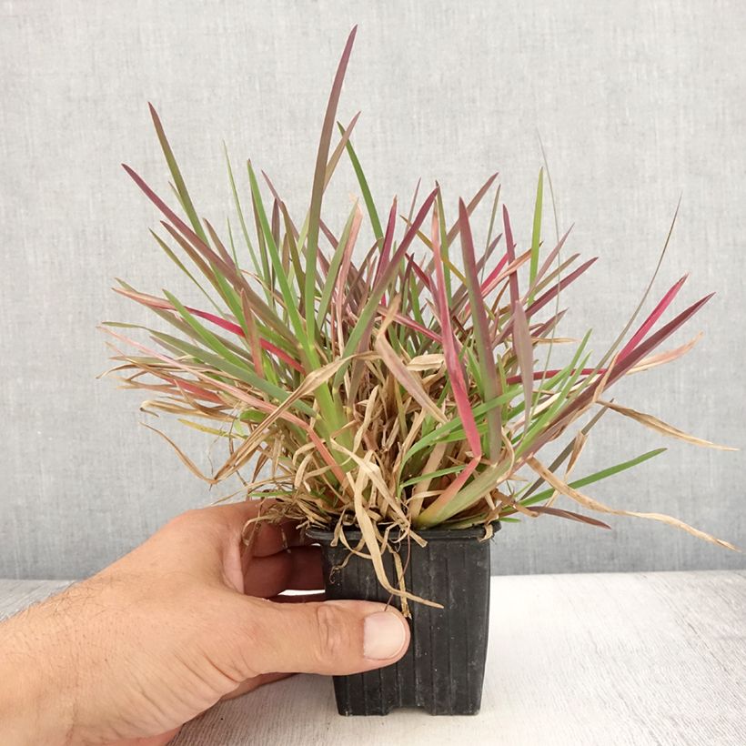 Esimerkki kesällä toimitetusta Viuhkaheinä - Chloris distichophylla Godet de 8/9 cm-taimesta