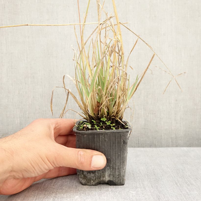 Esimerkki syksyllä toimitetusta Untuvaviuhkaheinä - Chloris virgata 8/9 cm taimiruukku-taimesta