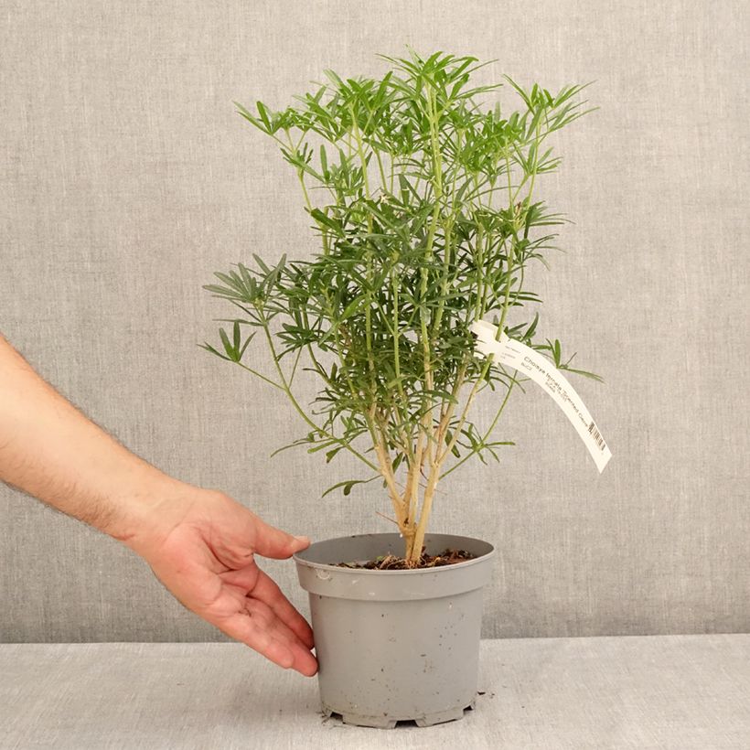 Esimerkki kesällä toimitetusta Koisi Scented Gem (Lissbrid) Pot de 2L/3L-taimesta