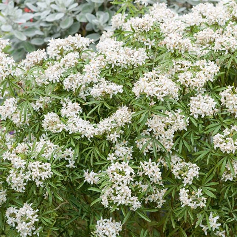 Koisi Londaz' (White Dazzler) (Kukinta)