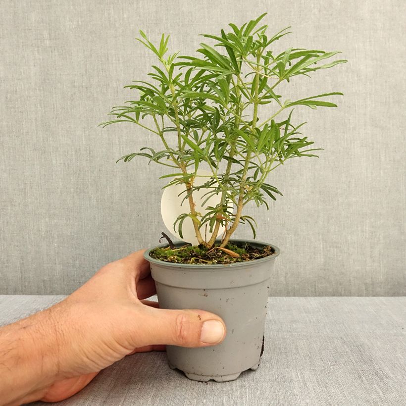 Esimerkki kesällä toimitetusta Koisi Londaz' (White Dazzler) 12 cm / 13 cm ruukku-taimesta