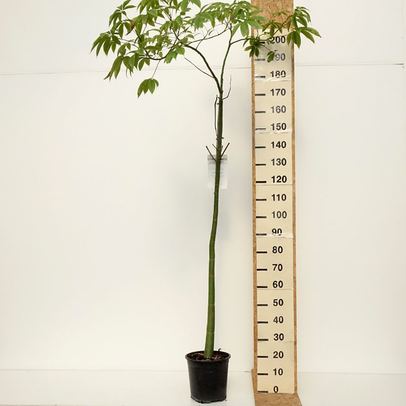 Esimerkki syksyllä toimitetusta Pullokapokkipuu - Ceiba speciosa 7,5 litran / 10 litran ruukku-taimesta