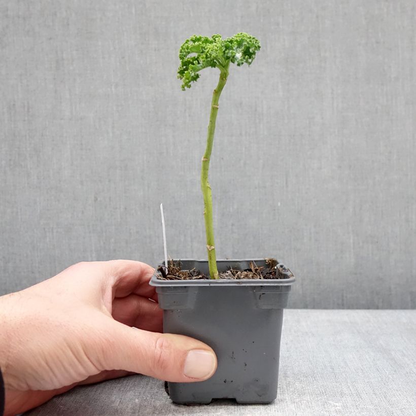Esimerkki talvella toimitetusta Lehtikaali Winterbor F1 taimena 8/9 cm taimiruukku-taimesta