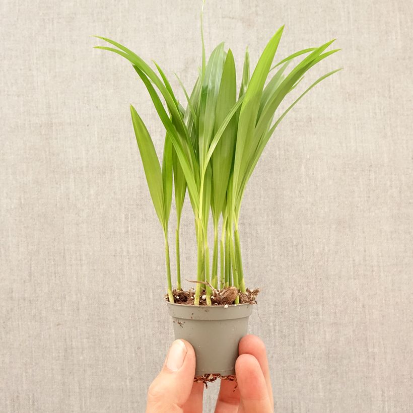 Esimerkki keväällä toimitetusta Puistokultapalmu - Chrysalidocarpus lutescens Minikasvi-taimesta