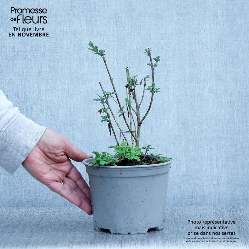 Esimerkki syksyllä toimitetusta Chrysanthème des jardins Bienchen - Chrysanthemum indicum Pot de 2L/3L-taimesta