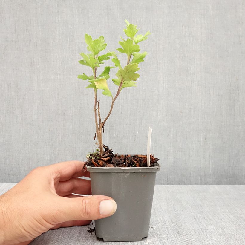 Esimerkki kesällä toimitetusta Kiinankrysanteemi Cedie Mason Taimiruukku 8/9 cm-taimesta