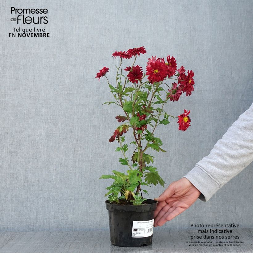 Esimerkki syksyllä toimitetusta Chrysanthème des jardins Cedie Mason - Chrysanthemum (x) indicum Pot de 2L/3L-taimesta