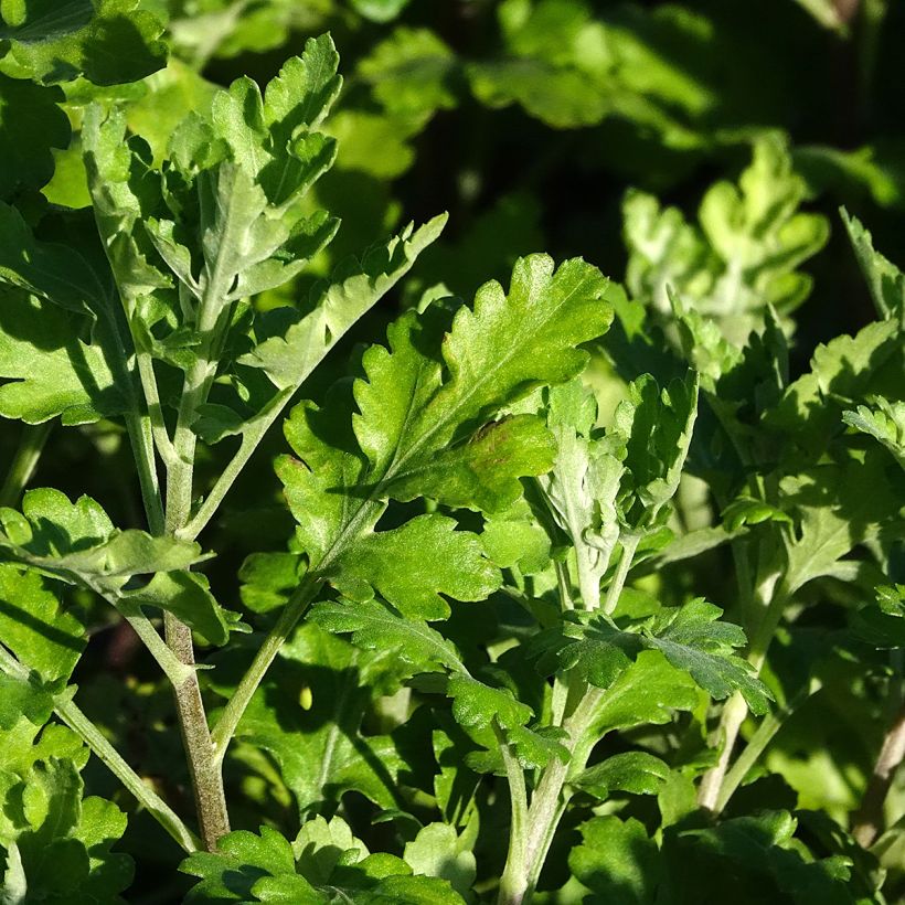 Kiinankrysanteemi Citronella (Lehvistö)
