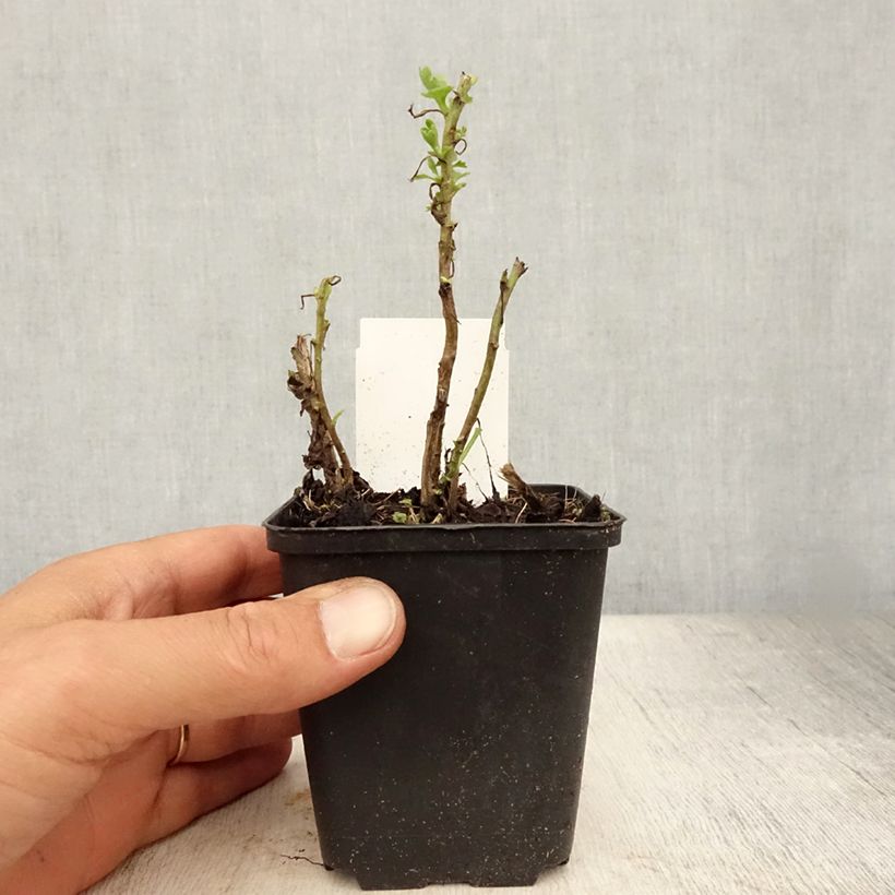Esimerkki kesällä toimitetusta Kiinankrysanteemi Citronella Taimiruukku 8/9 cm-taimesta