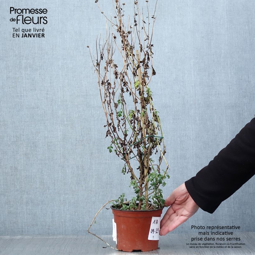Esimerkki talvella toimitetusta Chrysanthème des jardins Cottage Apricot - Chrysanthemum indicum Pot de 2L/3L-taimesta