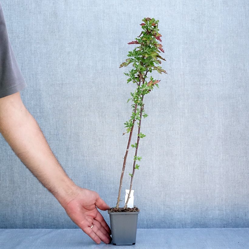 Esimerkki kesällä toimitetusta Kiinankrysanteemi Herbstbrokat Taimiruukku 8/9 cm-taimesta