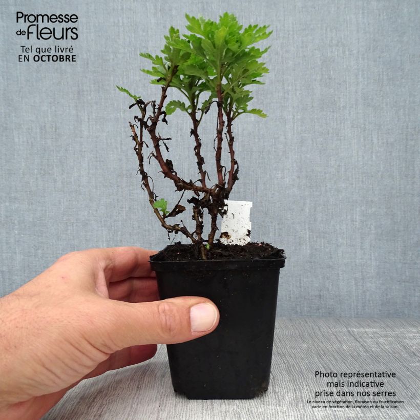 Esimerkki syksyllä toimitetusta Kiinankrysanteemi Herbstbrokat 8/9 cm taimiruukku-taimesta