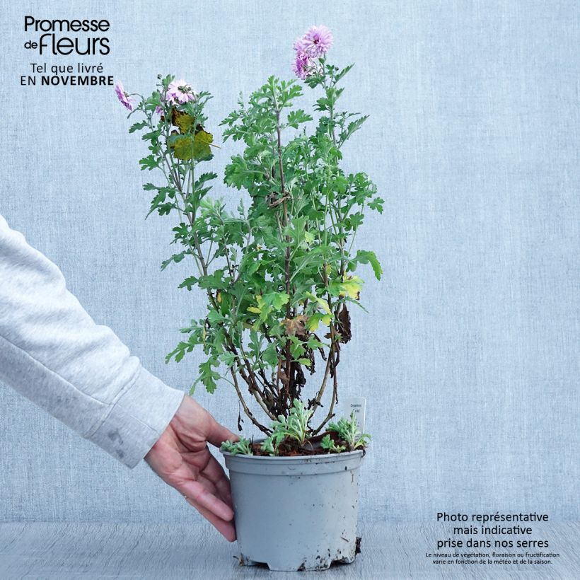 Esimerkki syksyllä toimitetusta Chrysanthème des jardins Mei Kyo - Chrysanthemum indicum Pot de 2L/3L-taimesta