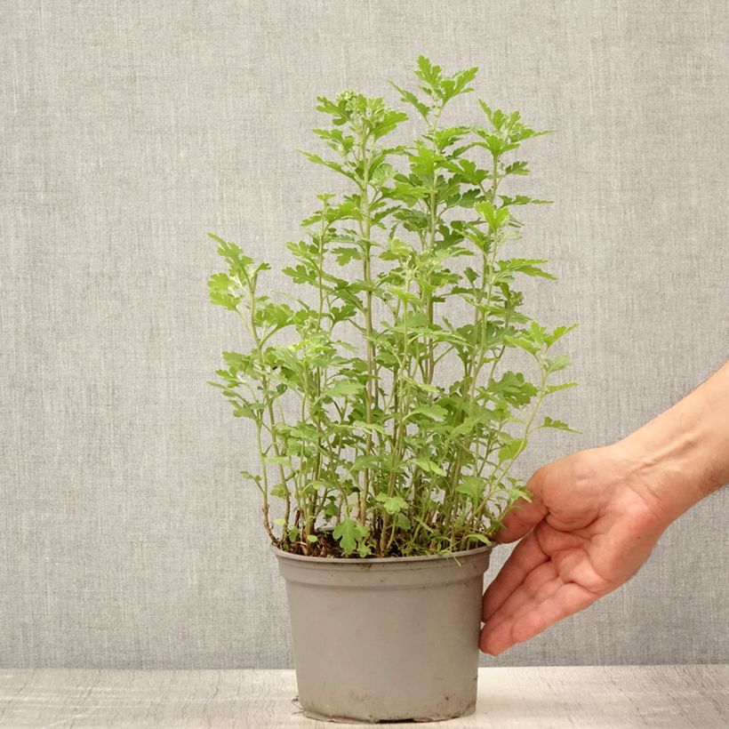 Esimerkki kesällä toimitetusta Chrysanthème des jardins Nantyderry Sunshine - Chrysanthemum Pot de 2L/3L-taimesta