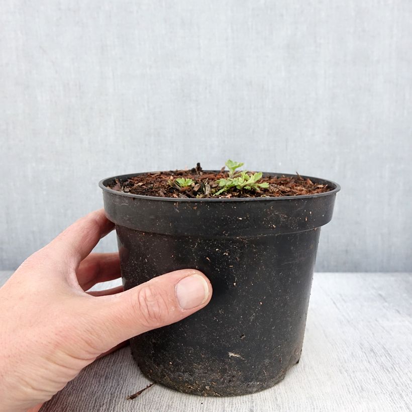 Esimerkki keväällä toimitetusta Chrysanthème des jardins Nebelrose - Chrysanthemum indicum Pot de 2L/3L-taimesta