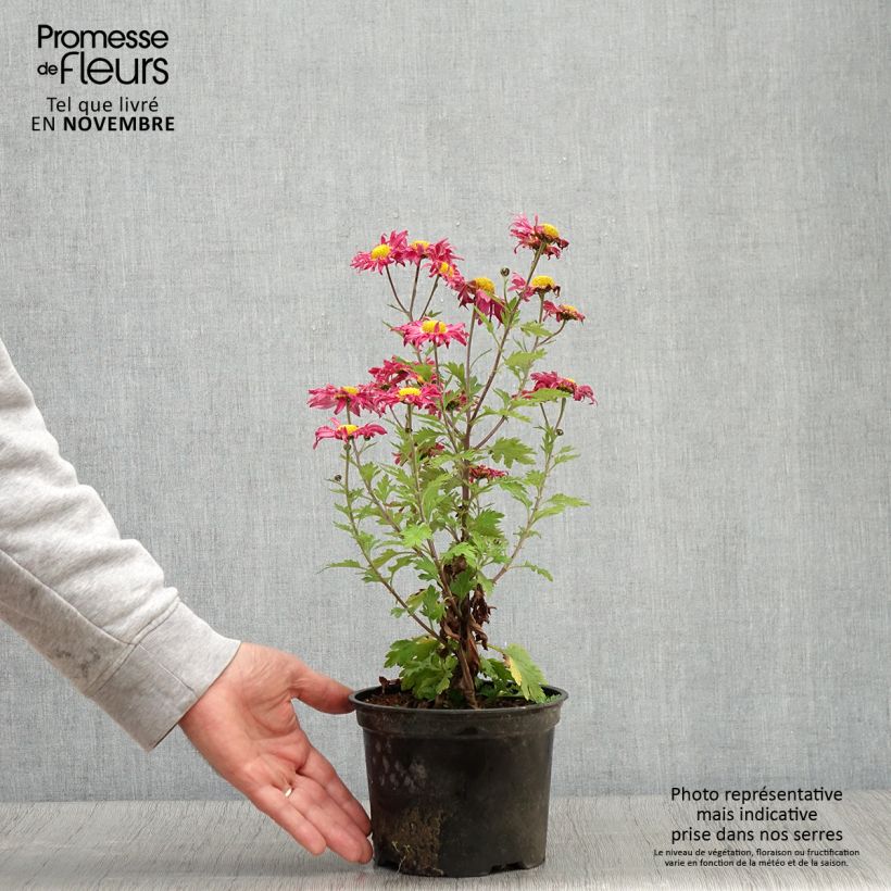 Esimerkki syksyllä toimitetusta Chrysanthème des jardins Oury - Chrysanthemum indicum Pot de 2L/3L-taimesta
