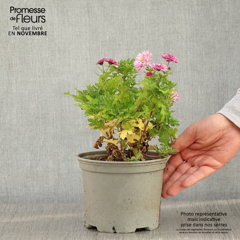 Esimerkki syksyllä toimitetusta Chrysanthème des jardins Rehauge - Chrysanthemum indicum Pot de 2L/3L-taimesta