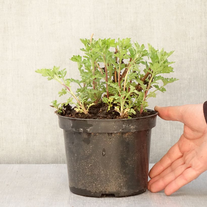 Esimerkki keväällä toimitetusta Chrysanthème des jardins Rotes Julchen - Chrysanthemum  Pot de 2L/3L-taimesta