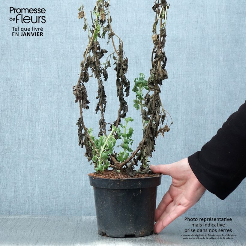 Esimerkki talvella toimitetusta Chrysanthème indicum Poésie - Marguerite d'automne Pot de 2L/3L-taimesta