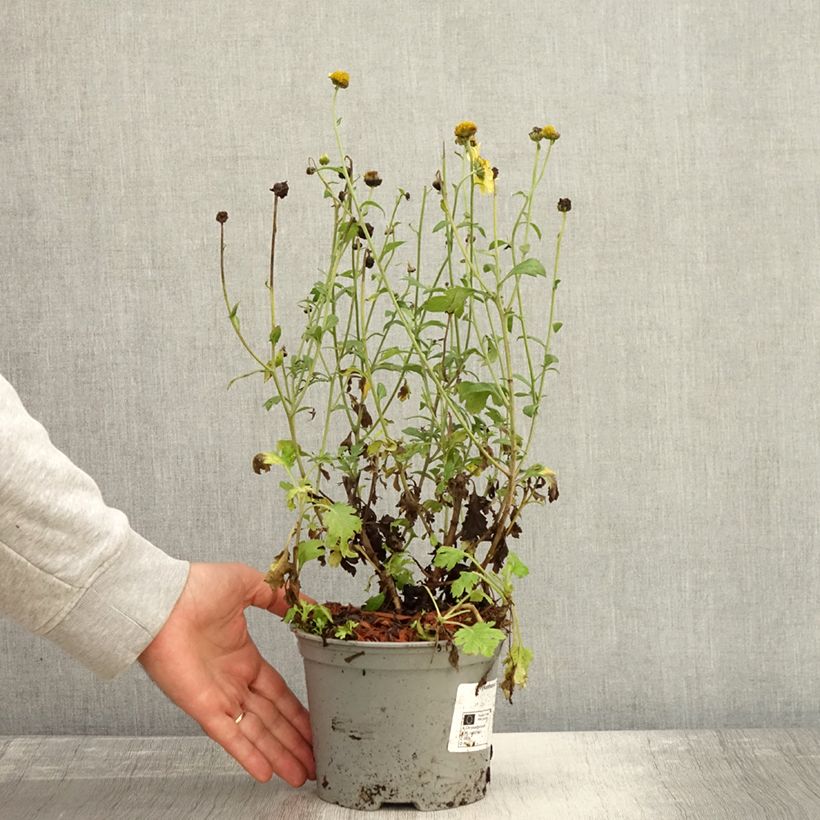 Esimerkki syksyllä toimitetusta Chrysanthème rubellum Dernier Soleil - Marguerite d'automne. Pot de 2L/3L-taimesta
