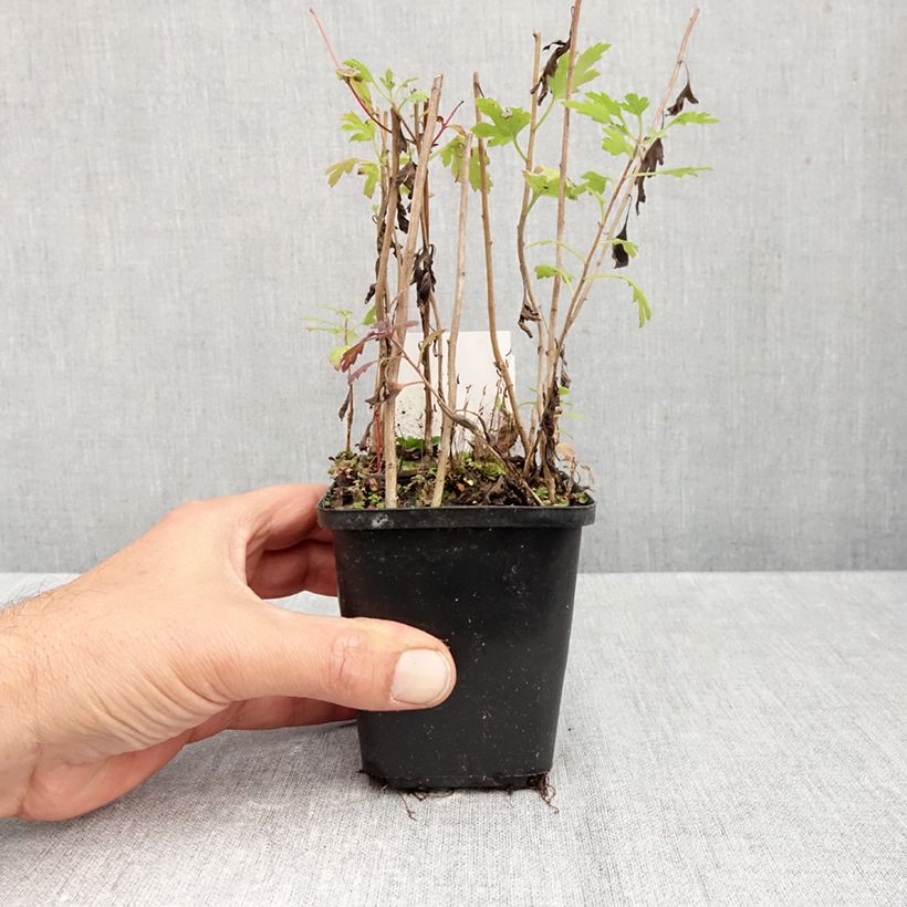 Esimerkki syksyllä toimitetusta Krysanteemi Duchess of Edimburgh 8/9 cm taimiruukku-taimesta