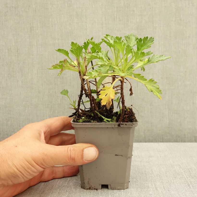 Esimerkki kesällä toimitetusta Jäämerenkakkara Roseum 8/9 cm taimiruukku-taimesta