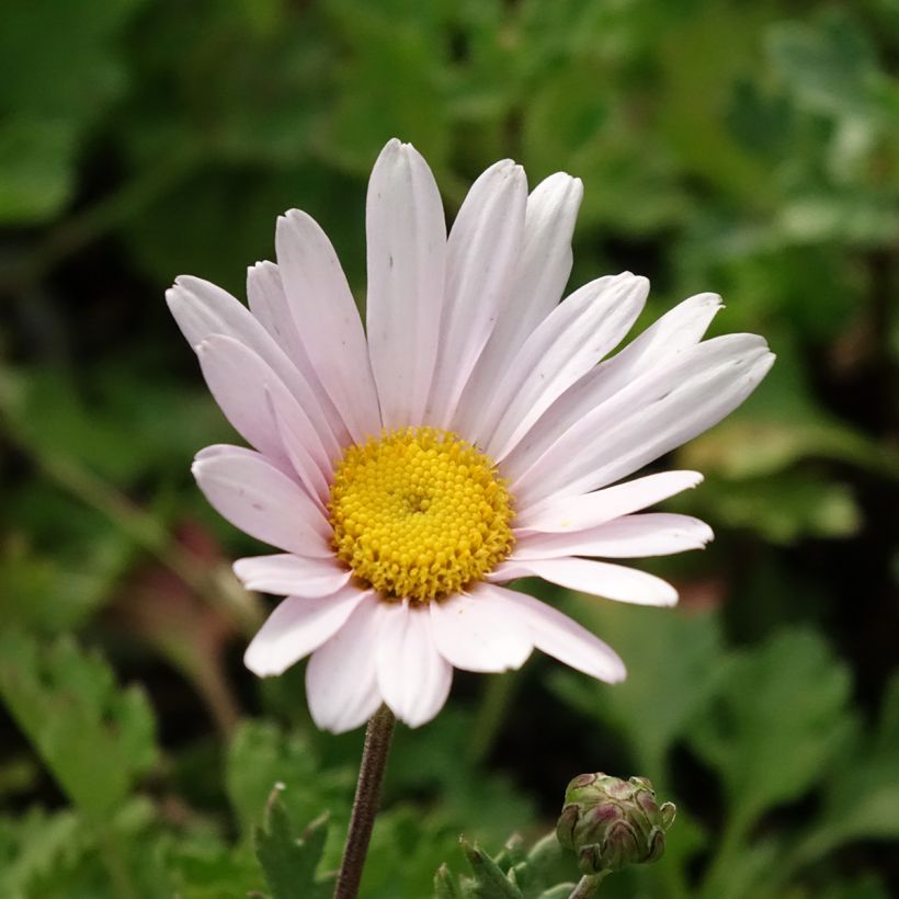 Jäämerenkakkara Roseum (Kukinta)