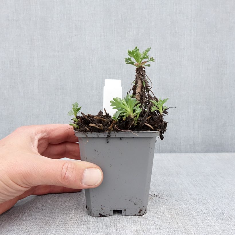 Esimerkki keväällä toimitetusta Jäämerenkakkara Roseum Taimiruukku 8/9 cm-taimesta