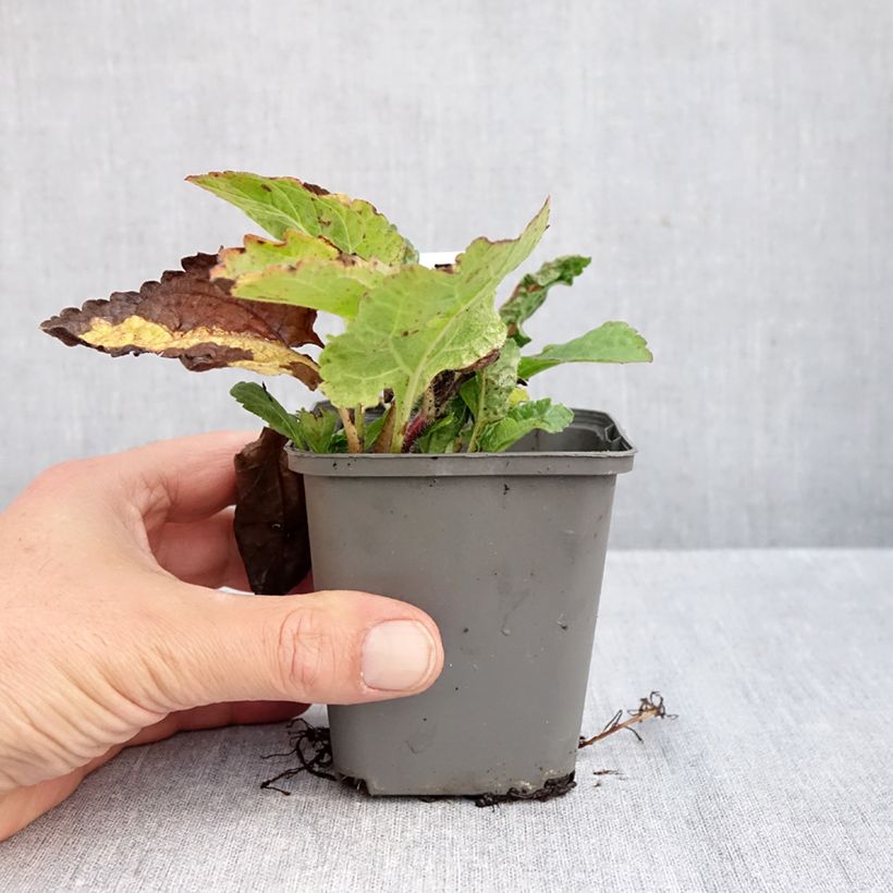 Esimerkki syksyllä toimitetusta Kultatähti André Viette 8/9 cm taimiruukku-taimesta