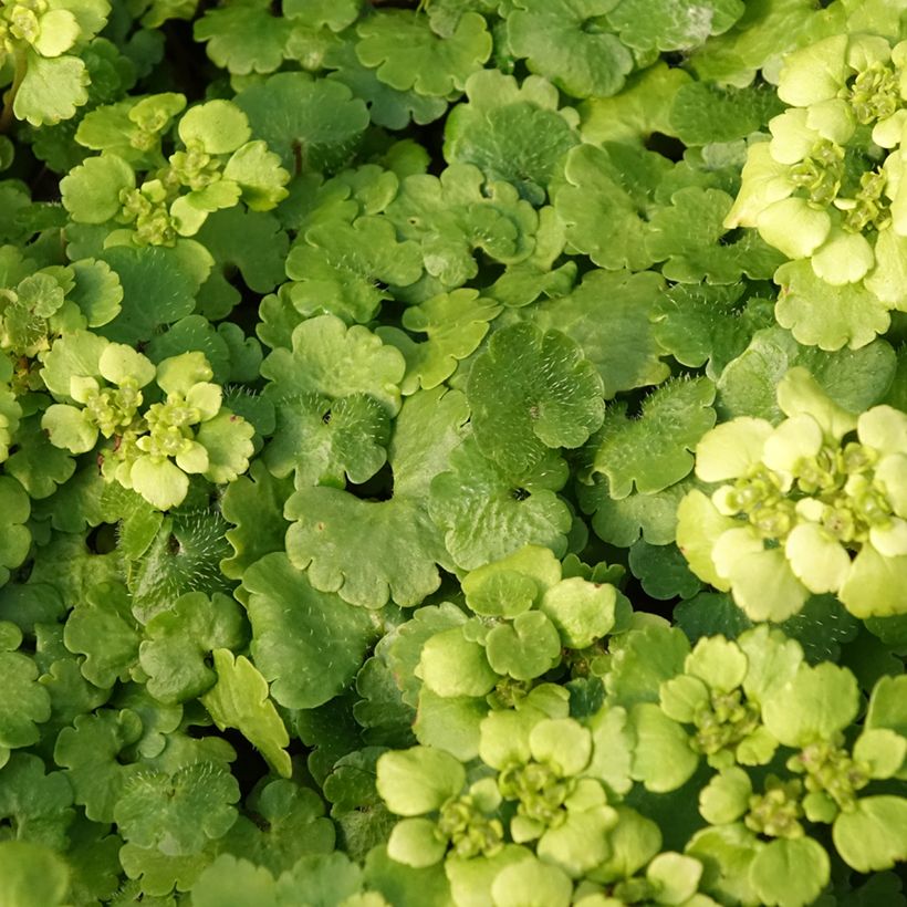 Kevätlinnunsilmä - Chrysosplenium alternifolium (Lehvistö)