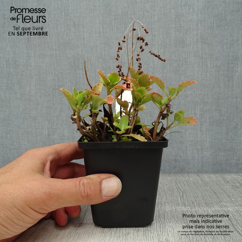 Esimerkki syksyllä toimitetusta Lännenlinnunsilmä - Chrysosplenium oppositifolium 8/9 cm taimiruukku-taimesta