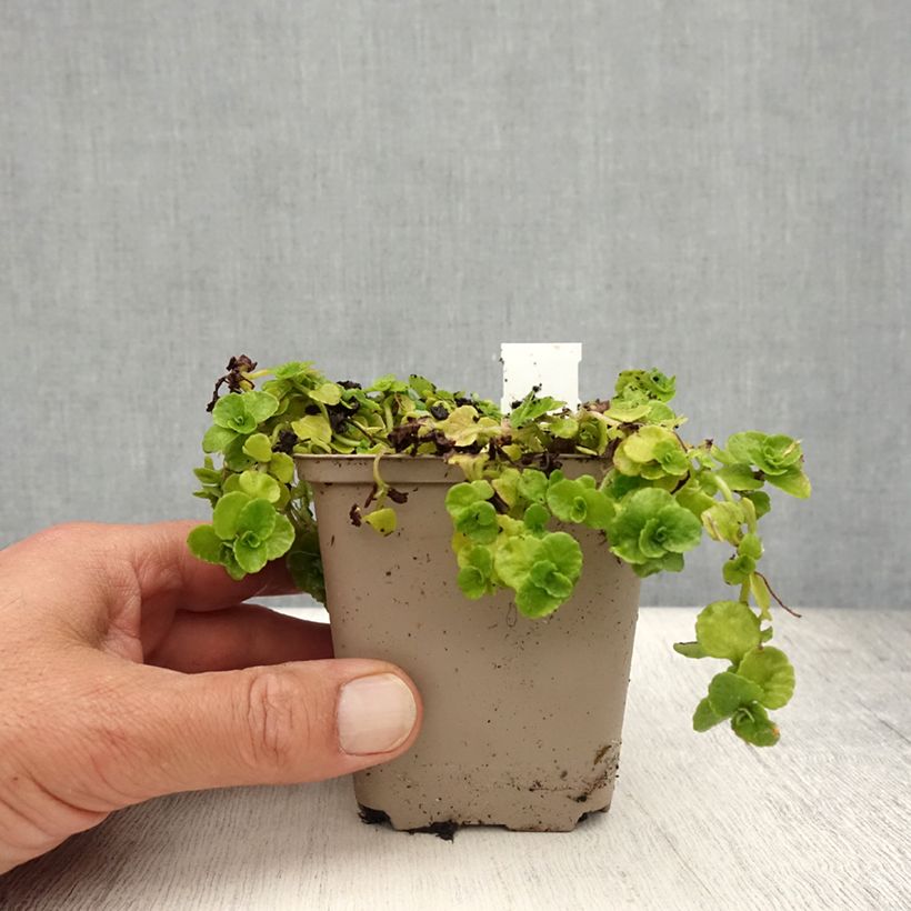 Esimerkki kesällä toimitetusta Lännenlinnunsilmä - Chrysosplenium oppositifolium Taimiruukku 8/9 cm-taimesta