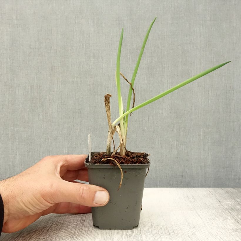 Esimerkki syksyllä toimitetusta Pillisipuli luomu - Allium fistulosum 7/8 cm taimiruukku-taimesta
