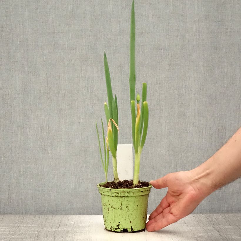 Esimerkki kesällä toimitetusta Pillisipuli luomu - Allium fistulosum 1 litran / 1,5 litran ruukku-taimesta