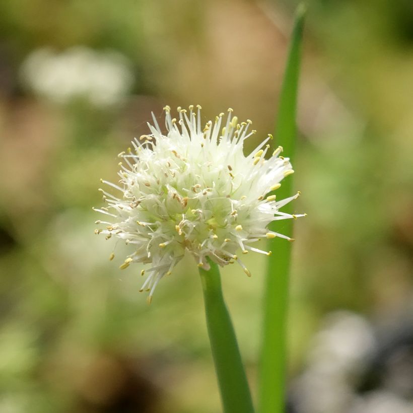 Pillisipuli luomu - Allium fistulosum (Kukinta)