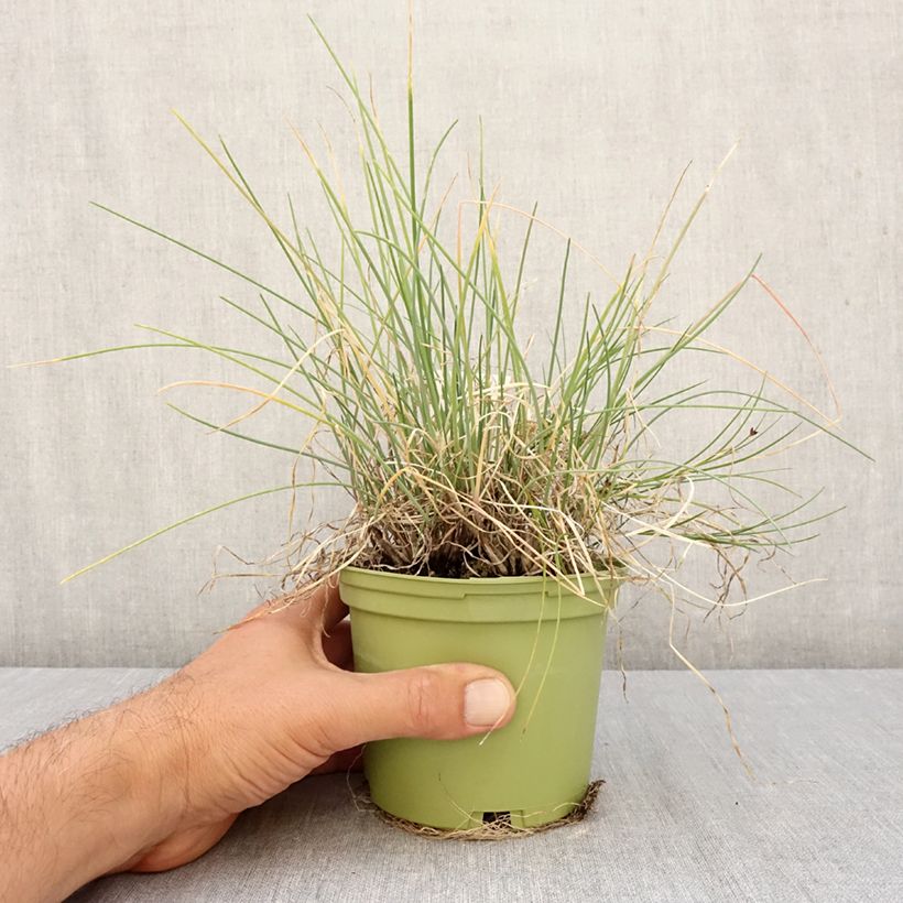 Esimerkki syksyllä toimitetusta Pillisipuli luomu - Allium fistulosum 1 litran / 1,5 litran ruukku-taimesta