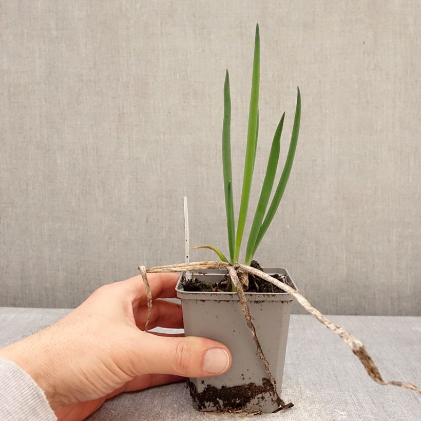 Esimerkki talvella toimitetusta Pillisipuli 8/9 cm taimiruukku Koko I-taimesta