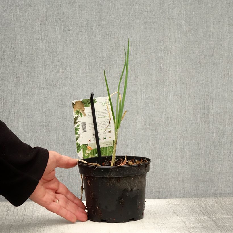 Esimerkki kesällä toimitetusta Ciboule ou Cive - Allium fistulosum Pot de 1,5L/2L-taimesta