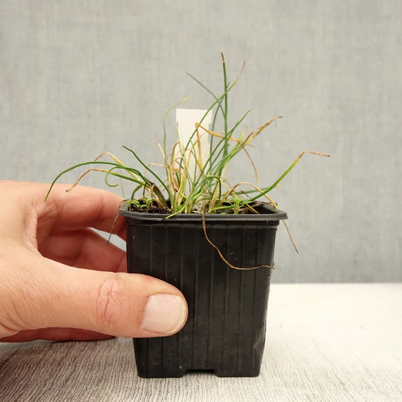 Esimerkki syksyllä toimitetusta Ruoholaukka Corsican White 8/9 cm taimiruukku-taimesta