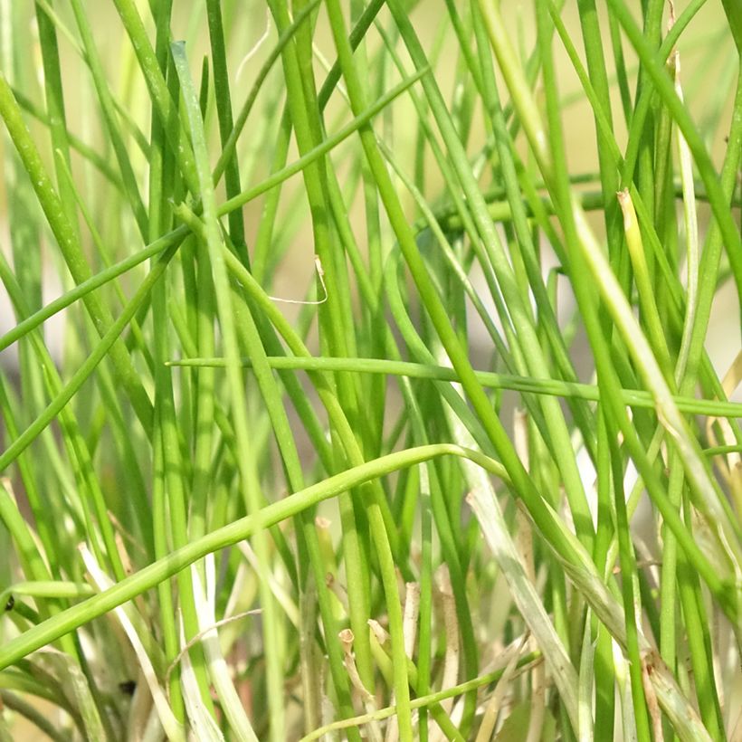 Ruoholaukka Corsican White (Lehvistö)