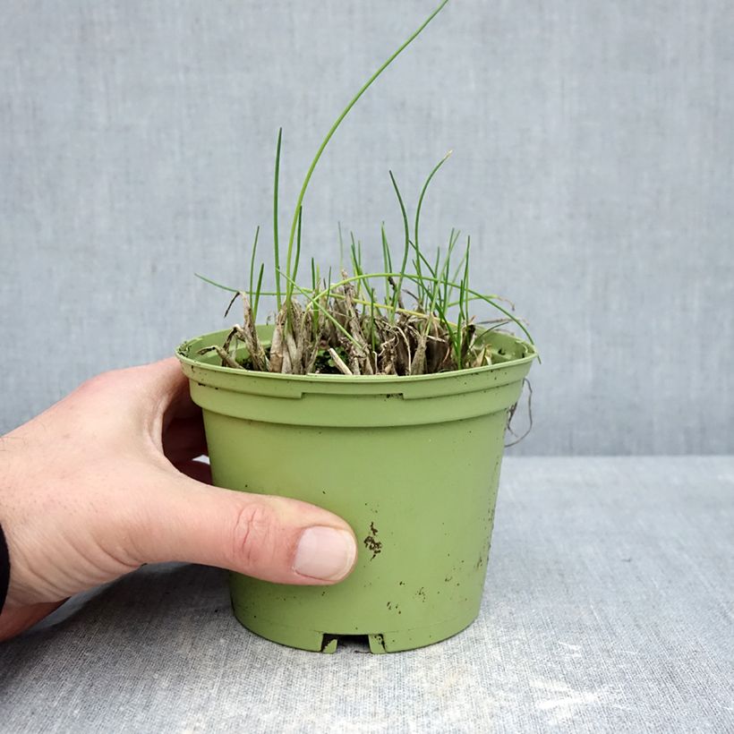 Esimerkki talvella toimitetusta Ruoholaukka luomu taimena - Allium schoenoprasum 10 cm/11 cm ruukku-taimesta