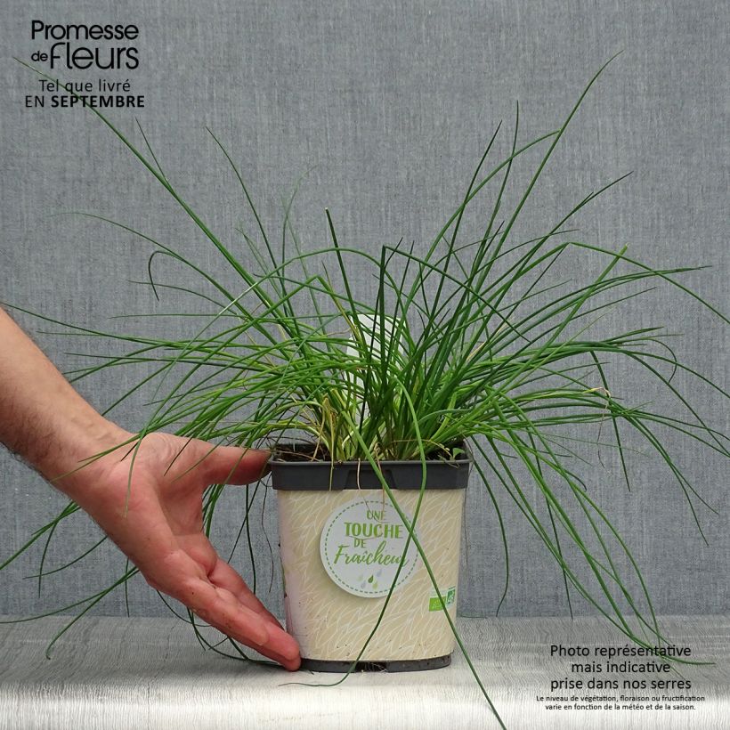 Esimerkki syksyllä toimitetusta Ruoholaukka luomu taimena - Allium schoenoprasum 2 litran/3 litran ruukku-taimesta