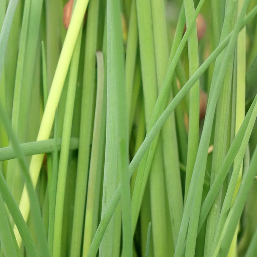 Ruoholaukka luomu taimena - Allium schoenoprasum (Lehvistö)