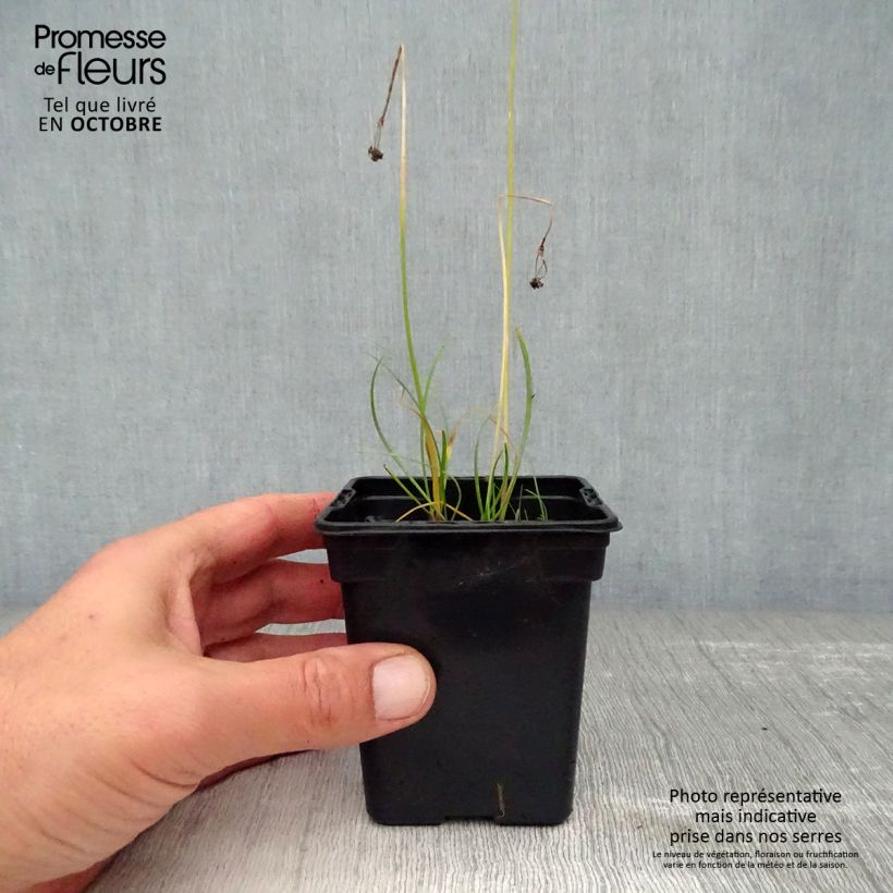 Esimerkki syksyllä toimitetusta Kiinansipuli - Allium tuberosum 7/8 cm taimiruukku-taimesta