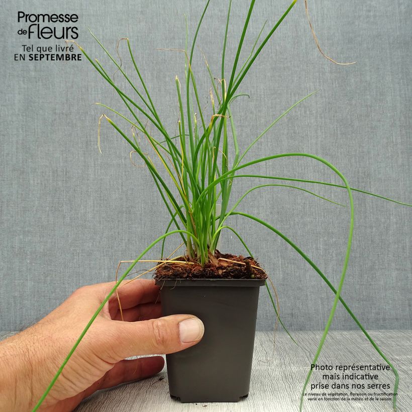 Esimerkki syksyllä toimitetusta Ruoholaukka Rising Star 8/9 cm taimiruukku-taimesta